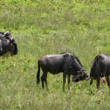 Blue Wildebeests